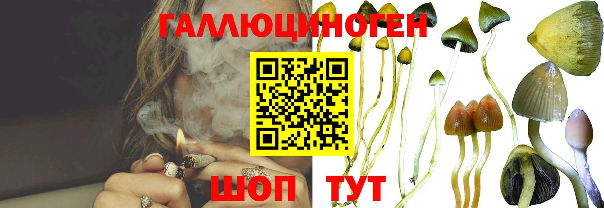даркнет сайт  Вход с VPN  Северск  Галлюциногенные грибы Psilocybine cubensis  Галлюциногенные грибы прущие грибы 
